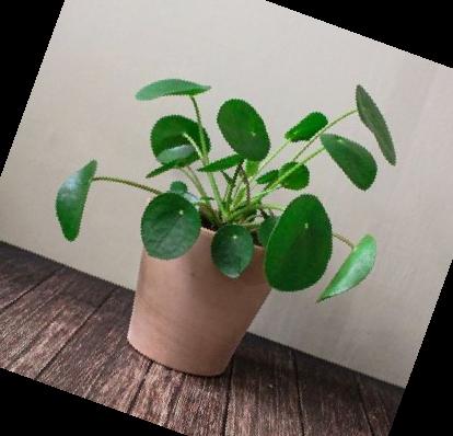 실내 공기정화식물 순위