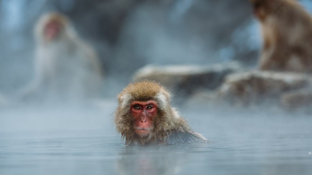 일본의 염증 관리법 함염증 식단, 목욕 문화, 스트레스 관리