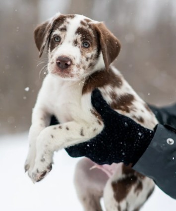 강아지 사료 추천