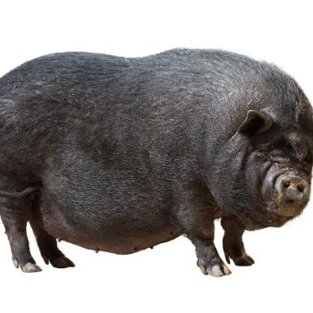 돼지꿈 꾸면 로또 재물과 행운을 부르는 돼지 꿈해몽 총정리