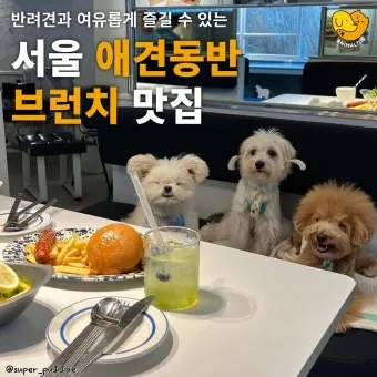 강아지 동반 애견 동반 여행 국내 베스트 10_1