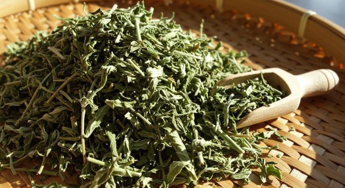 쑥 효능 부작용 섭취 시 주의사항