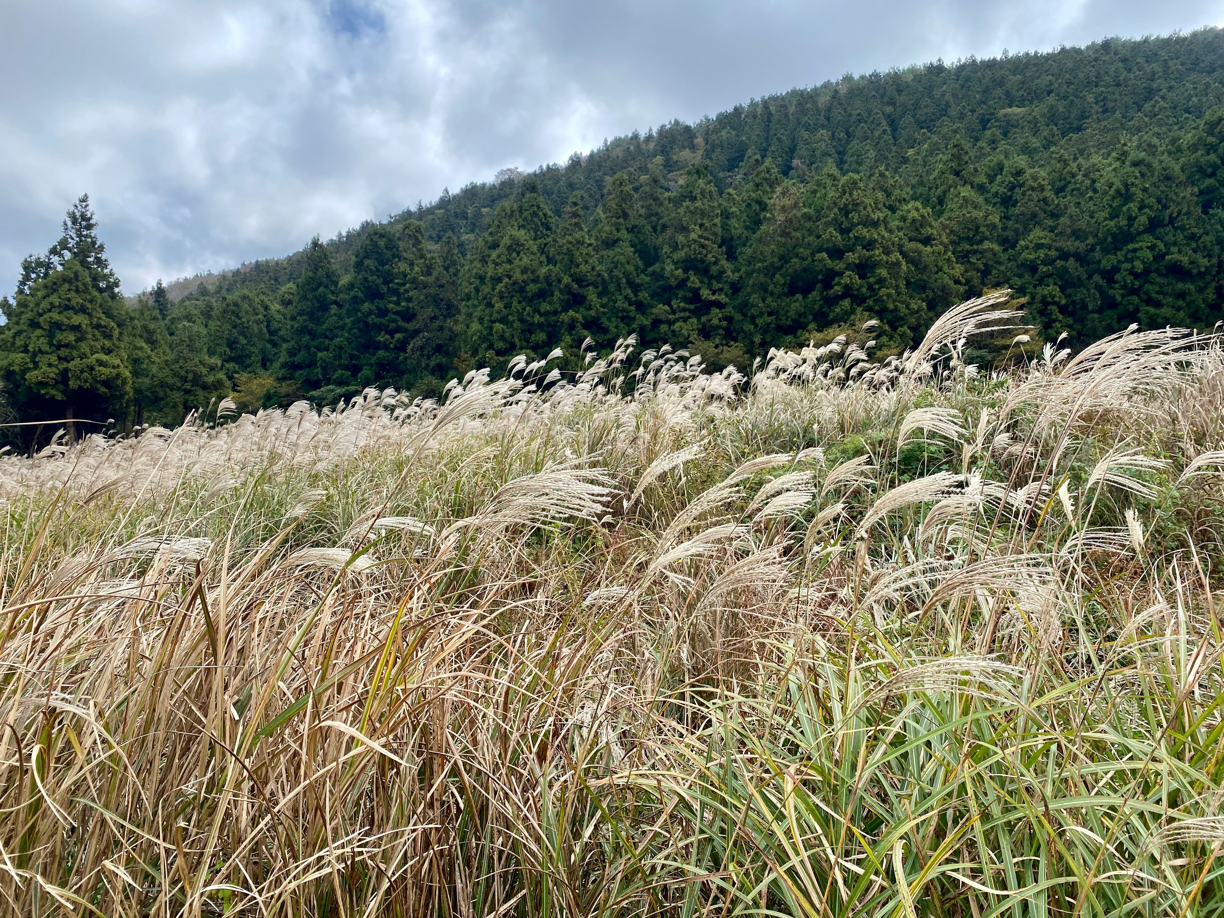 제주도 가을 항공권