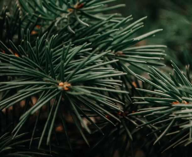 송화가루 효능 : 심혈관