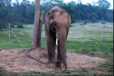 학습된 무기력 관련