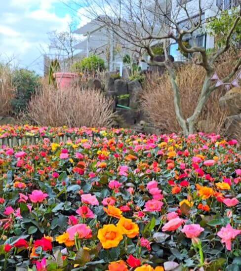 2024 봄꽃축제 가볼 만한 곳 추천