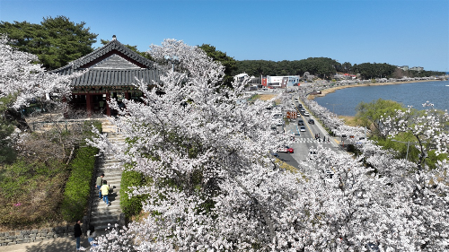 벚꽃 개화 시기 언제? 전국 벚꽃 명소 BEST 코스, 4월 여행지 추천!