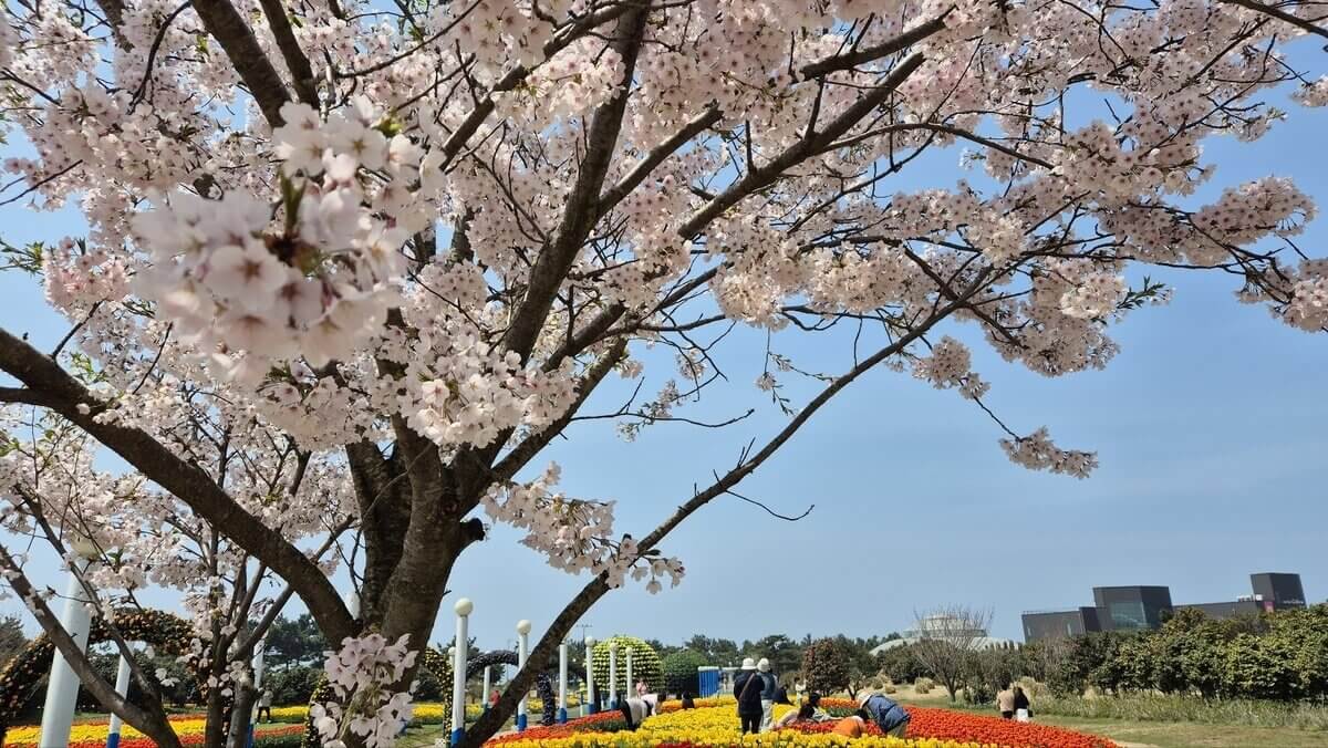 태안 튤립축제 기간 예매 입장료 개장시간 개화상황