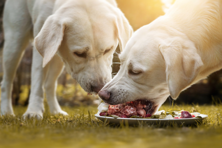 강아지두마리가 생고기를 먹고있다