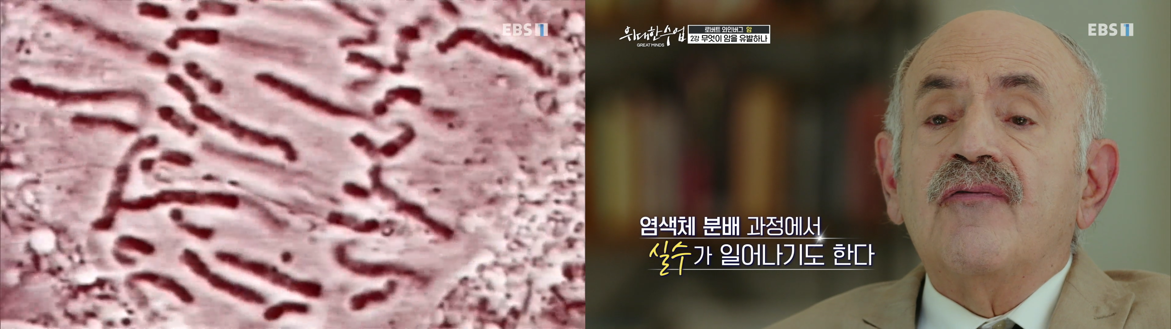 염색체 분배 오류