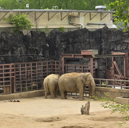과천서울대공원동물원코끼리