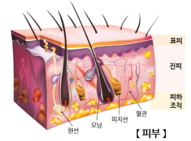 피부 구조