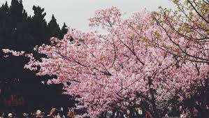 벚꽃나무