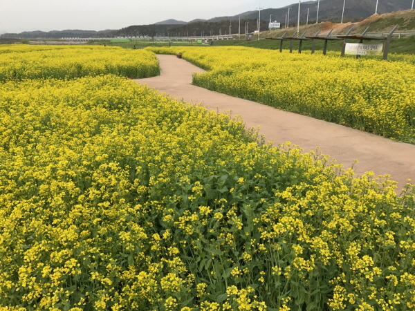 경산 유채꽃단지