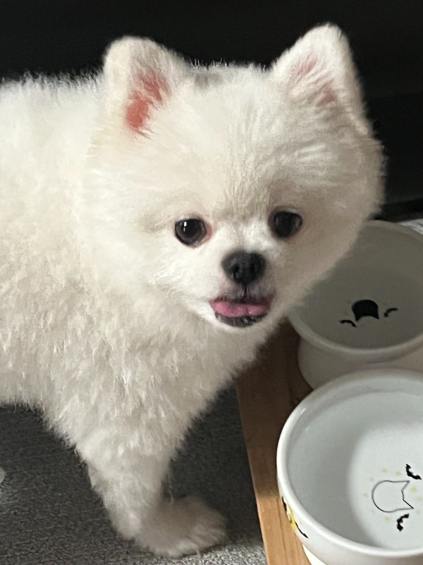 물_마시는_강아지