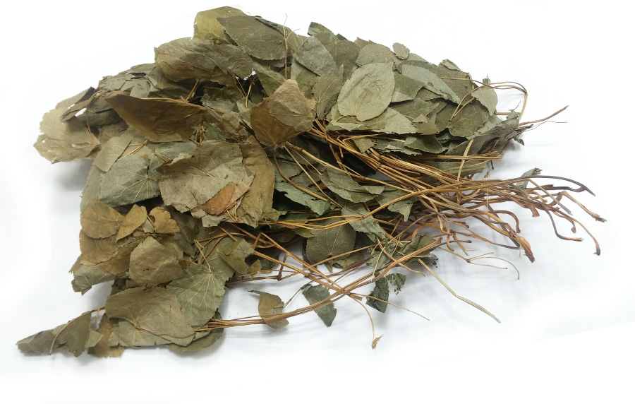 야생에서 채취를 한 음양곽의 잎과 줄기를 깨끗하게 세척하고 건조시킨 것을 하얀 바닥 위에 한무더기 수북하게 놓아두고 찍은 사진