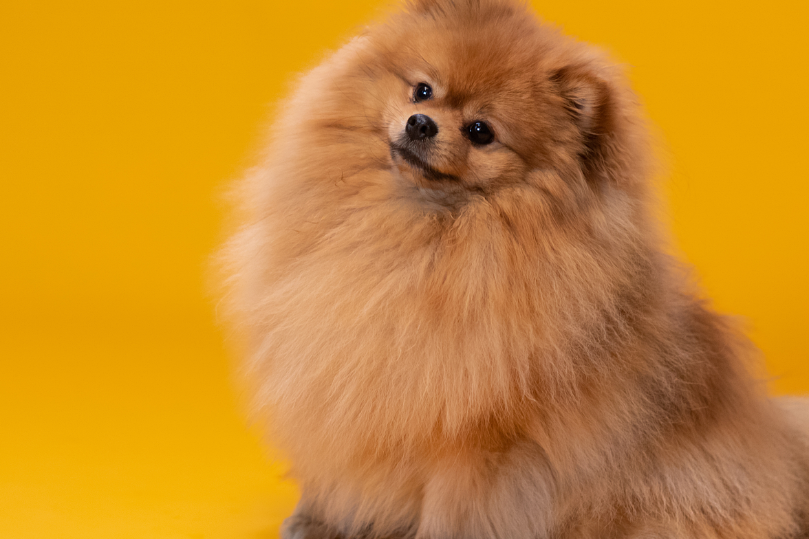 포메라니안 사진