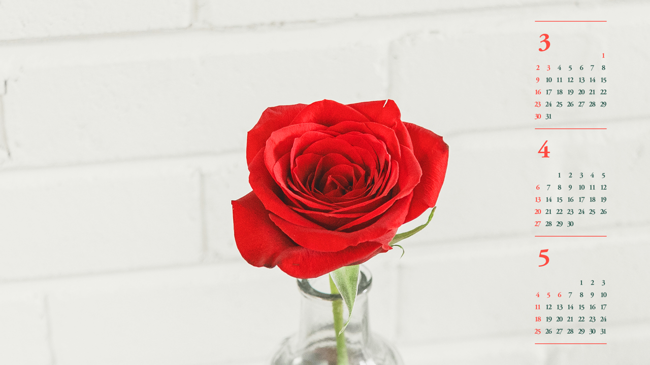 11 빨간 장미 B - 2025년4월 노트북배경화면