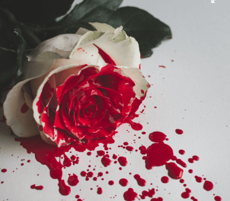 피보는 꿈 해몽