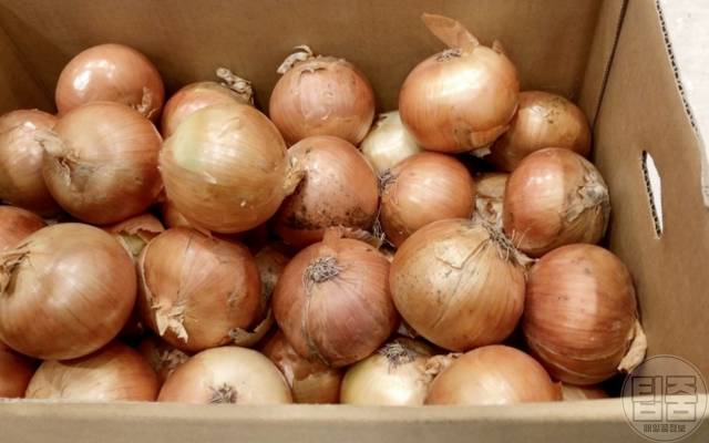 양파 썩은 부분 곰팡이 구별법