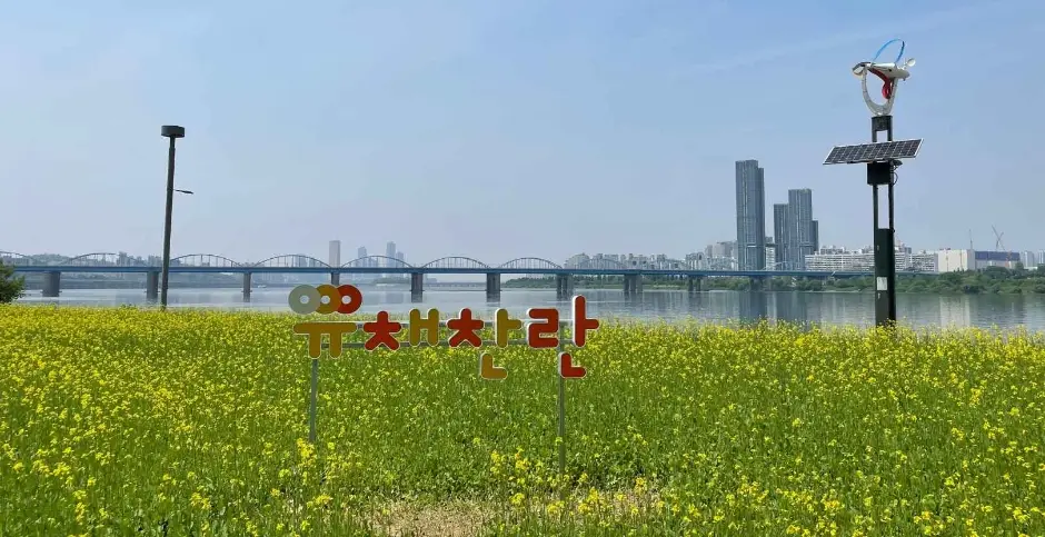 한강 서래섬 유채꽃 축제