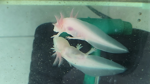 배부른 우파루파 사진