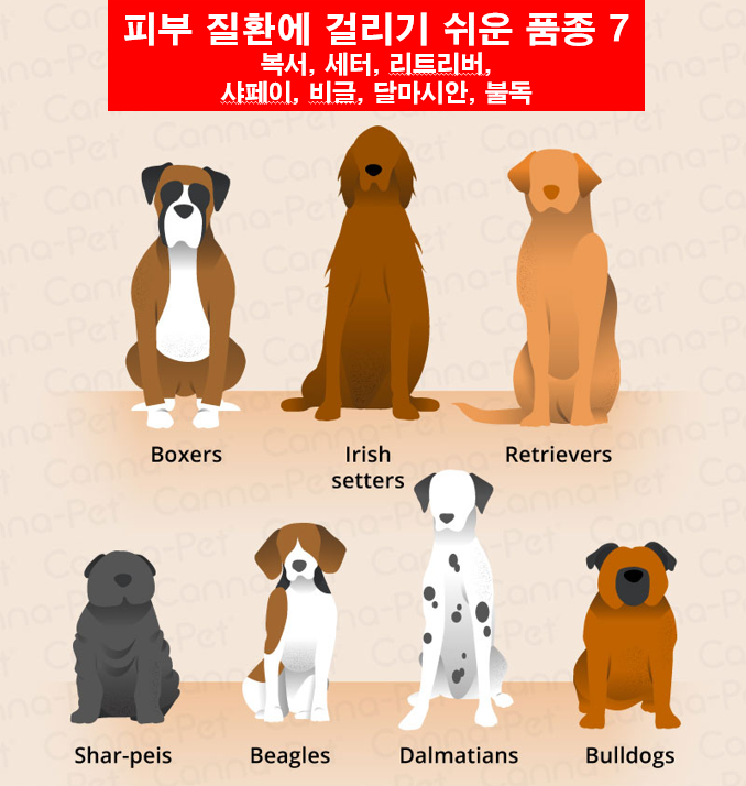 피부 질환에 걸리기 쉬운 견종 7