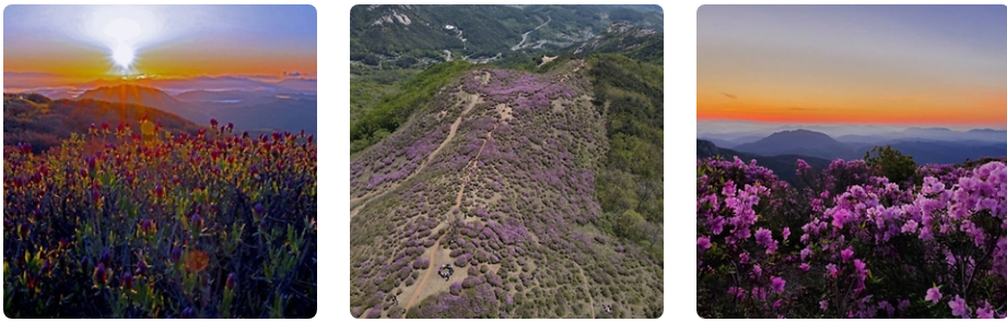 황매산 철쭉 핀 사진
