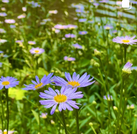 가을여행지 춘천 제이드 가든 입장료