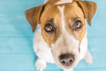 쳐다보는 강아지