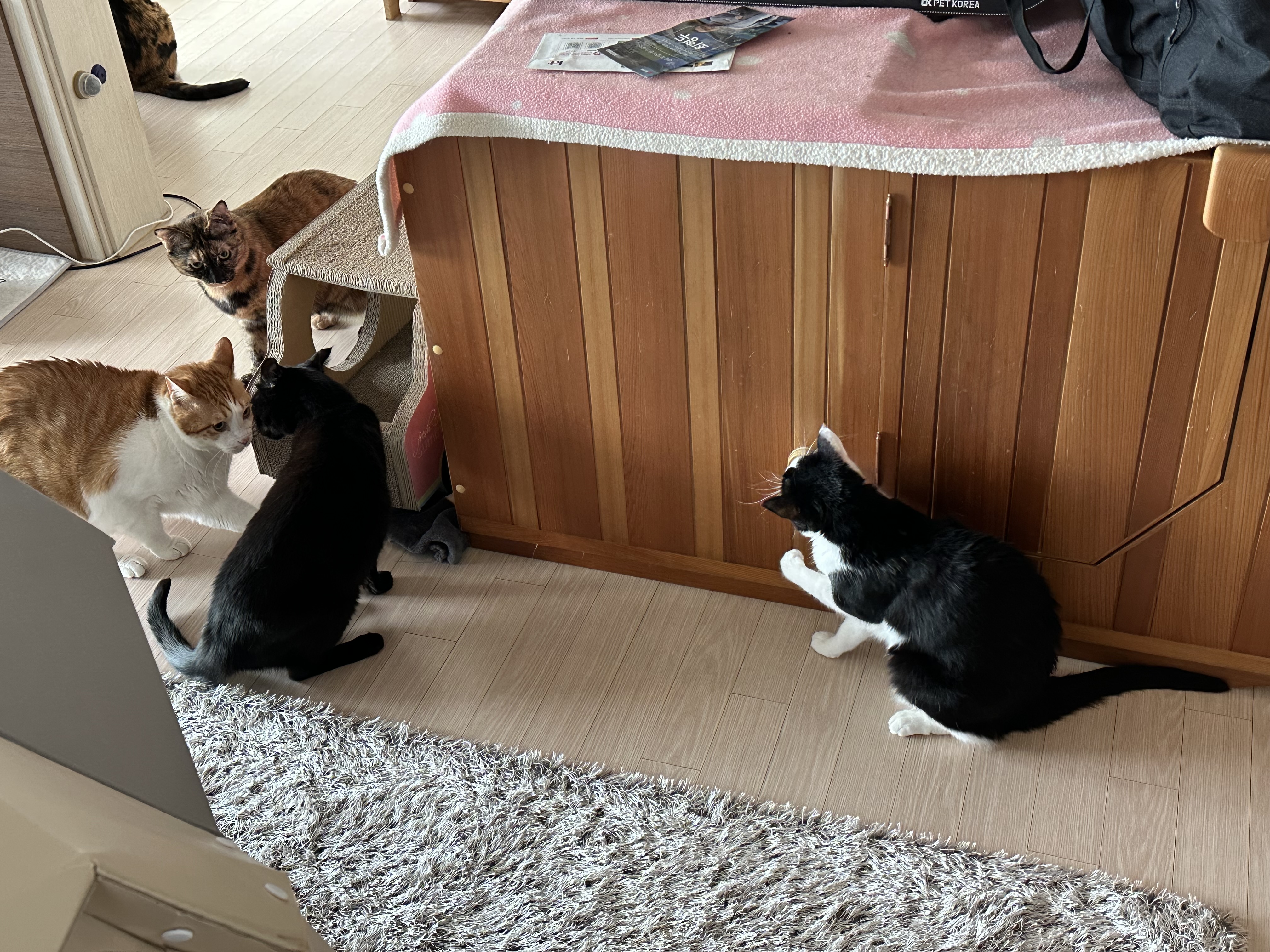 캣닢사탕에 무아지경인 냥냥이들.