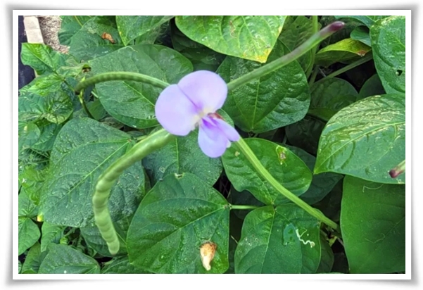 텃밭 "5월, 동부콩 심으세요!" 텃밭의 숨은 보석 알고보면 매력 덩어리!