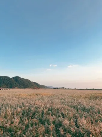 순천 가볼만한곳 베스트10 순천만 갈대밭 숨겨진 명소_12