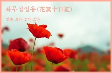 화무십일홍 뜻과 화무십일홍 권불십년 花無十日紅 자료집_6