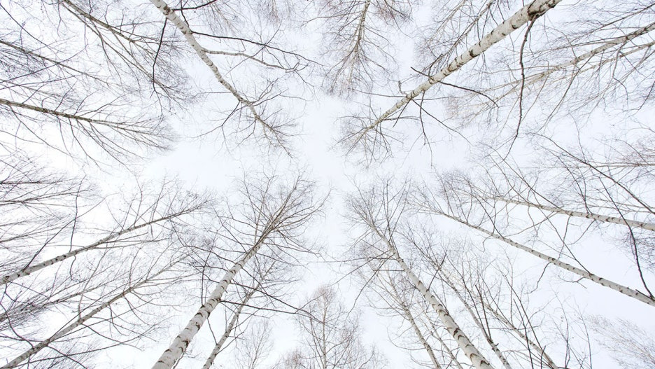 입장료 0원! 겨울 설경 끝판왕 원대리 자작나무숲