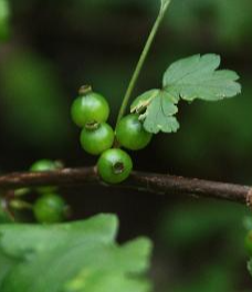 까마귀밥나무 열매1