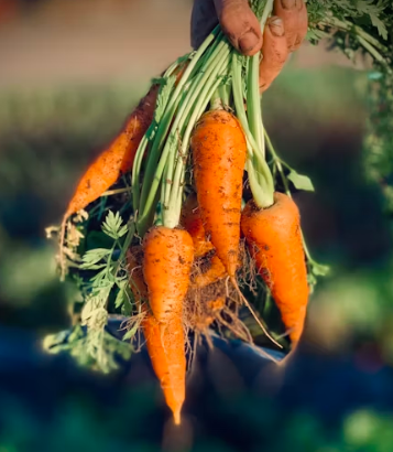 당근 효능 부작용 고르는법 칼로리