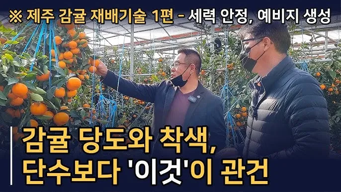 감귤 재배 노지 월동 비가림 하우스 관수 관리_8