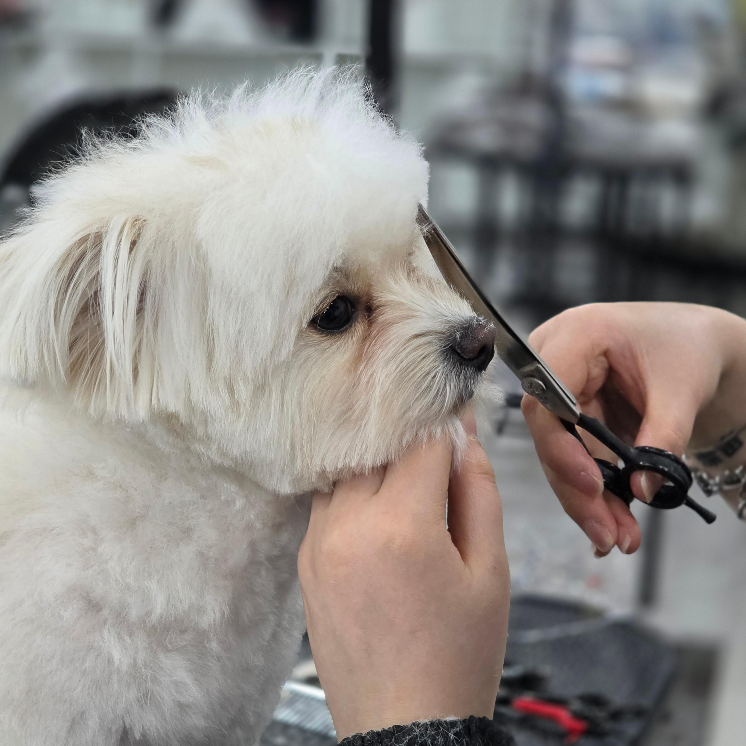 연제구애견미용학원