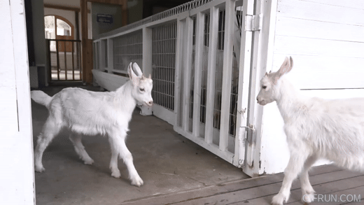 싸우고 있는 아기 염소 움직이는 그림