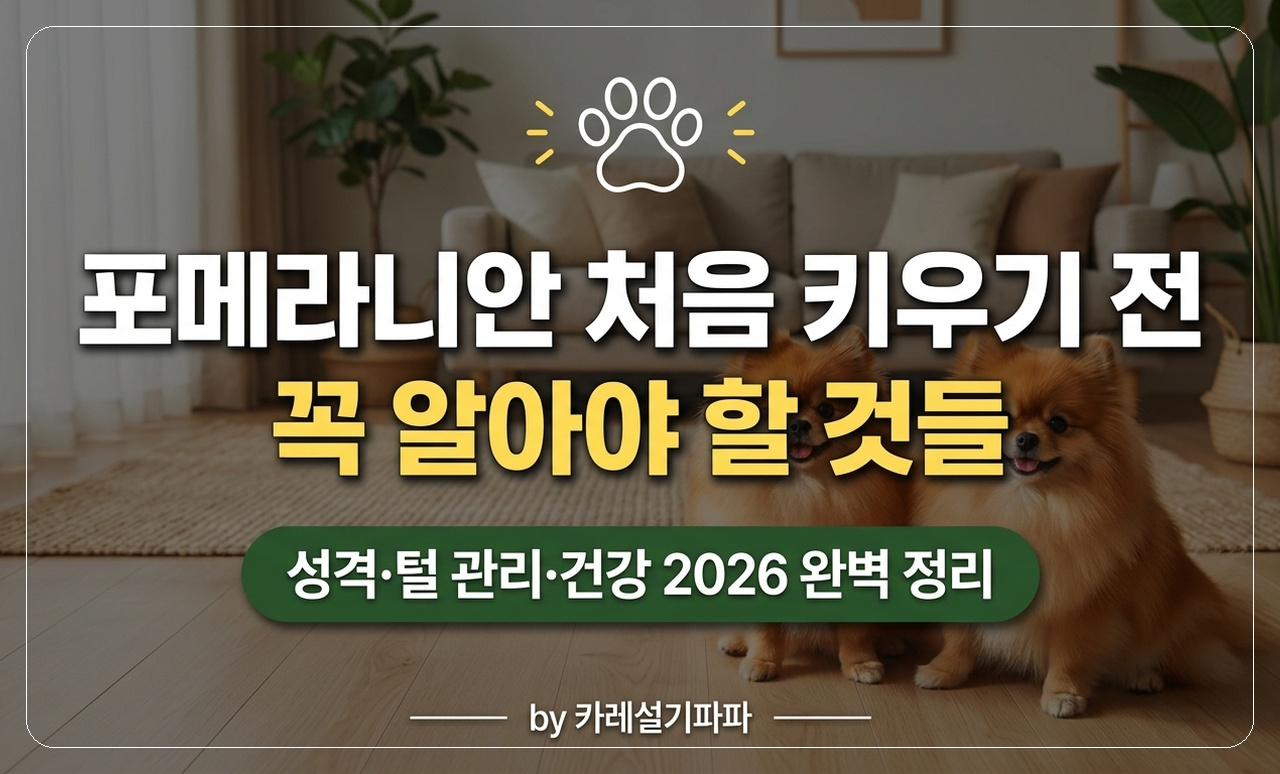 포메라니안 키우기 전 알아야 할 것들 썸네일