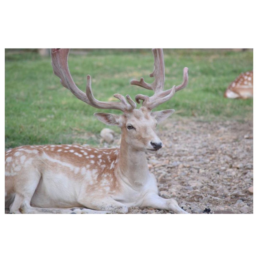 녹용 효능과 관련된 사진입니다.