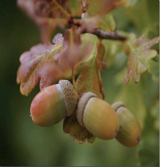 도토리묵 먹는 법과 주의점, 익은 도토리 사진