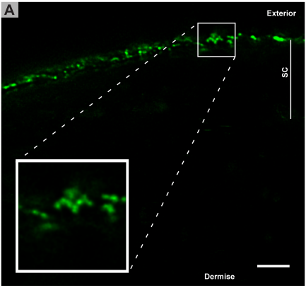리포좀-광학현미경-촬영사진