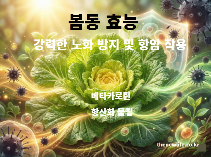 봄동 효능 중 강력한 노화 방지 및 항암 작용을 설명하는 이미지. 일반 배추보다 30배 많은 베타카로틴과 항산화 물질이 활성산소를 제거함