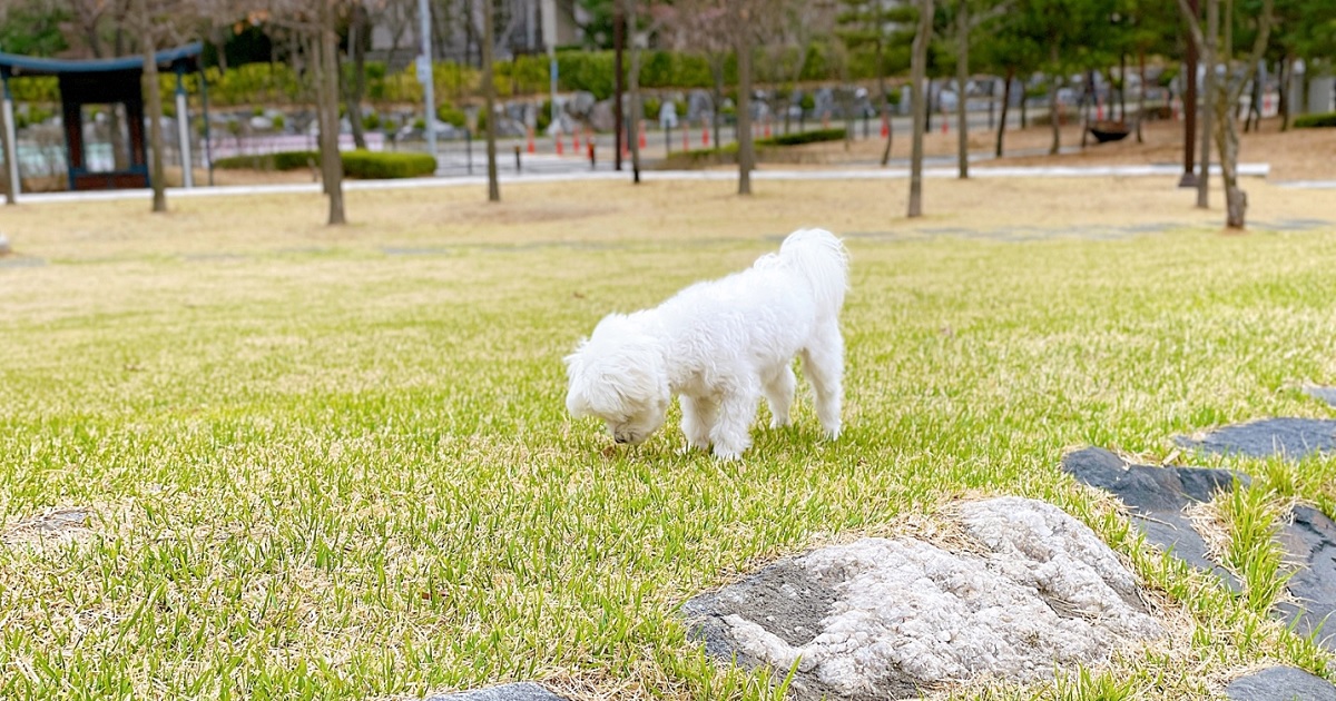 강아지가-산책을-하던-도중에-다른-강아지의-똥냄새를-맡는-모습