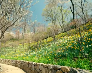 화담숲 예약 봄 수선화 축제_10