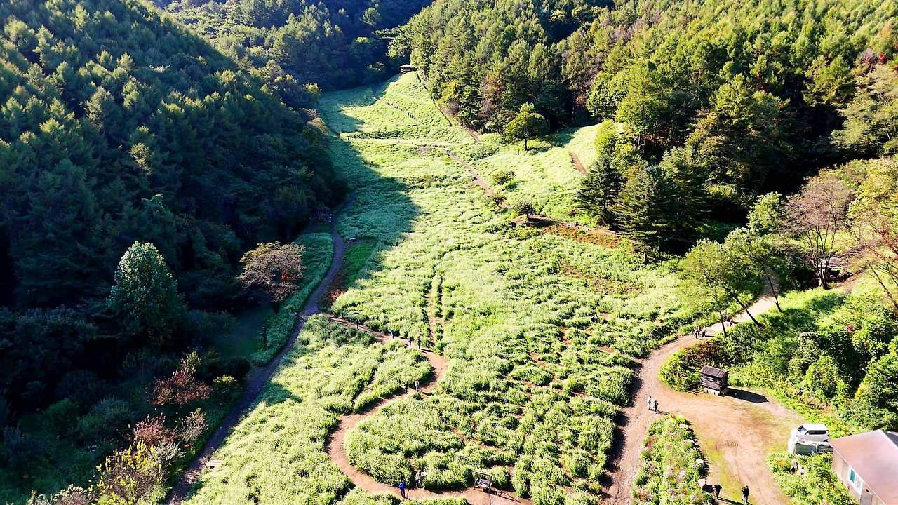 추정리 메밀밭
