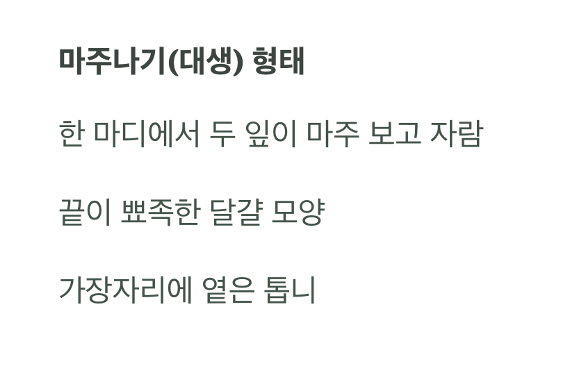 잎사귀는 서로 마주보며 자라요