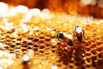 면역력 높이는 영양제 프로폴리스 효능 및 부작용